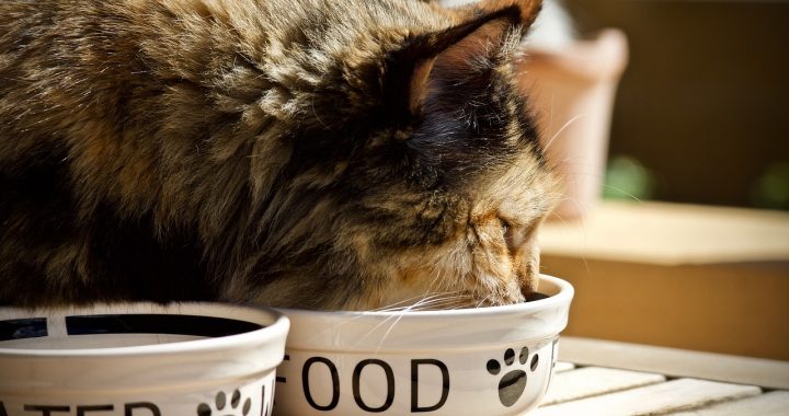 Ini 4 Rekomendasi Makanan Kucing Persia Yang Tepat