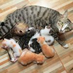 Asupan Nutrisi Kunci untuk Kucing Menyusui: Memenuhi Kebutuhan Ibu dan Kitten